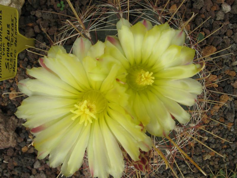 Ferocactus hamatacanthus v. sinuatus 