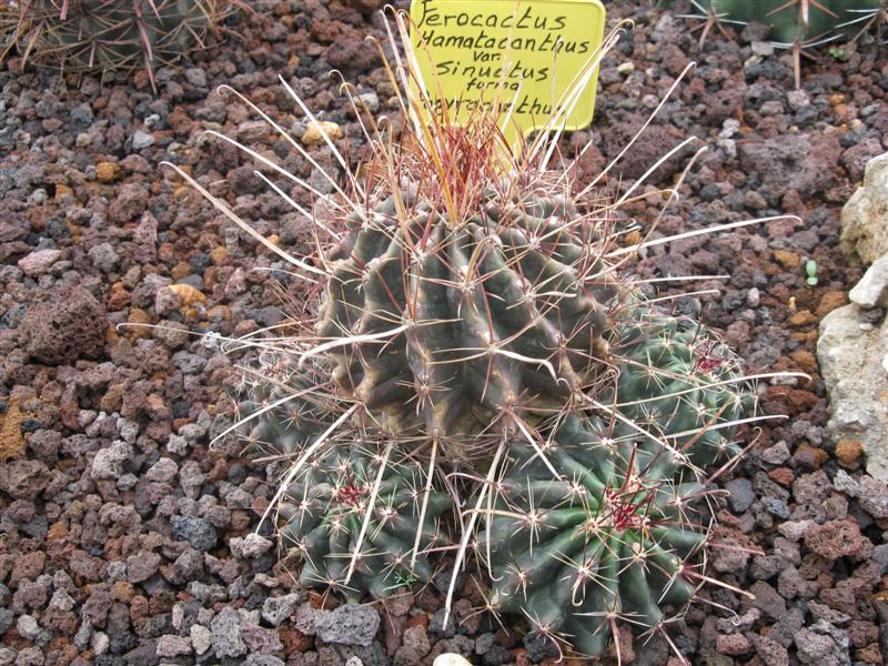 Ferocactus sinuatus v. papyracanthus 