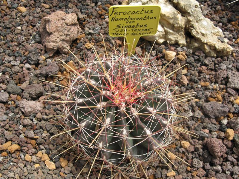 Ferocactus hamatacanthus v. sinuatus 