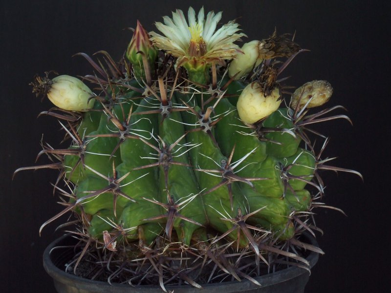 Ferocactus wislizeni ssp. herrerae 