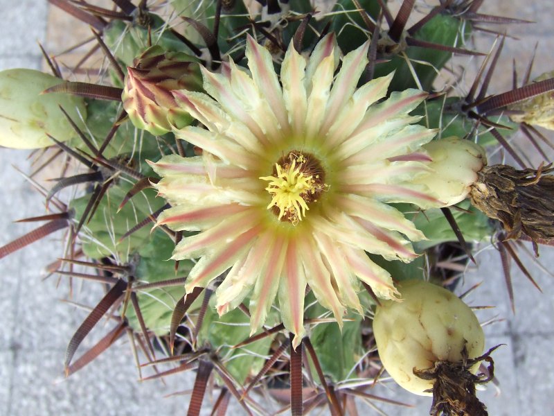 Ferocactus wislizeni ssp. herrerae 