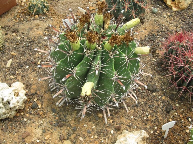 Ferocactus herrerae 