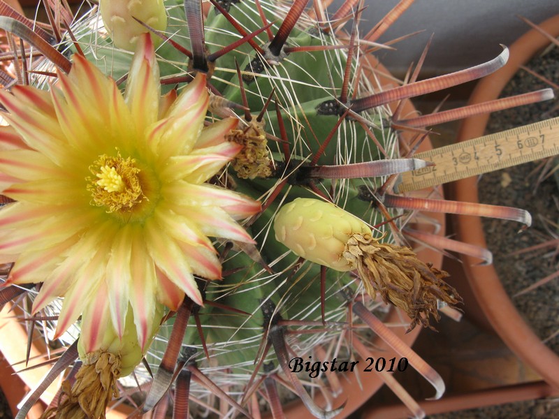 Ferocactus herrerae 