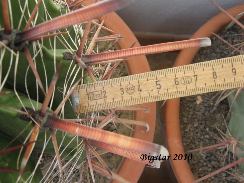 Ferocactus herrerae 