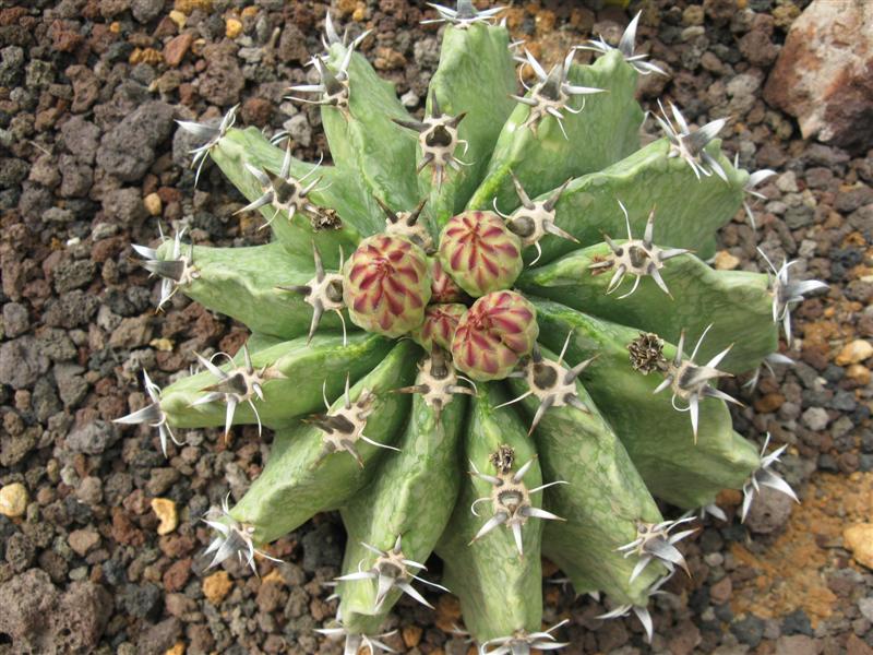 Ferocactus herrerae f. brevispinus 