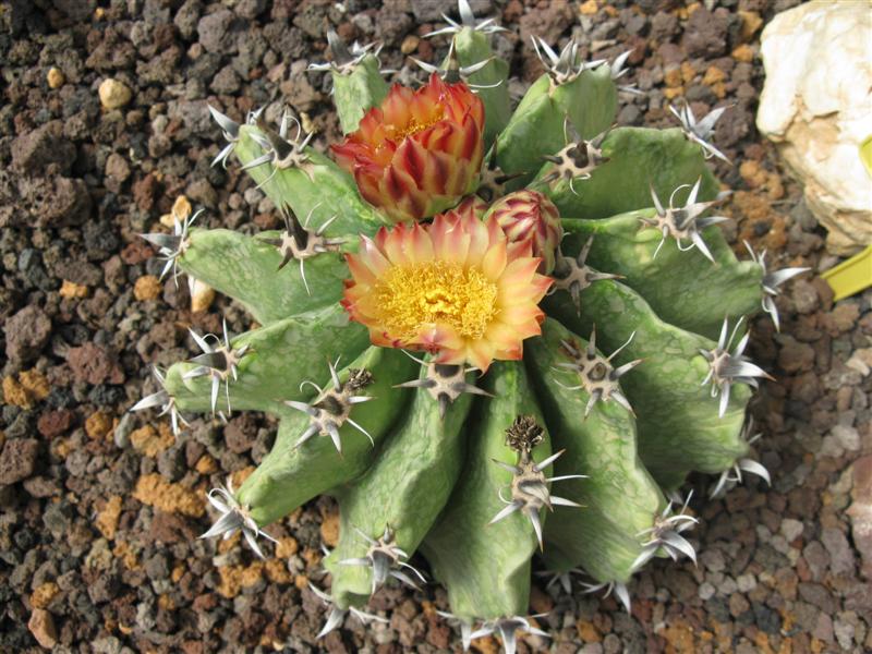 Ferocactus herrerae f. brevispinus 