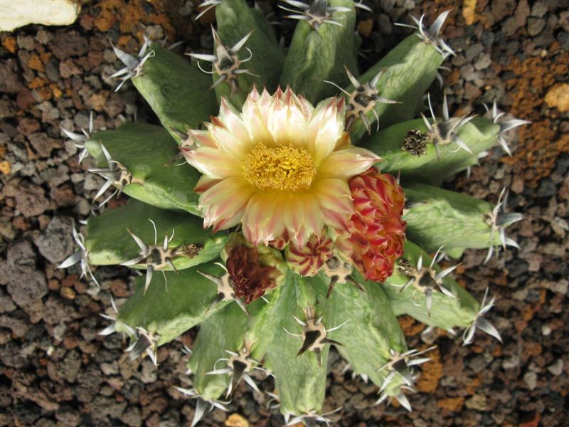 Ferocactus herrerae f. brevispinus 