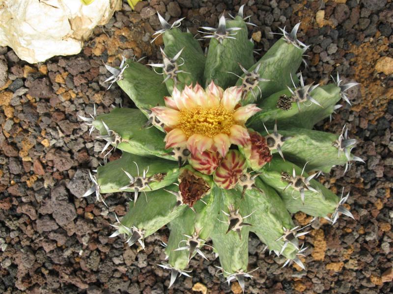 Ferocactus herrerae f. brevispinus 