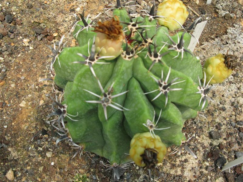 Ferocactus herrerae v. brevispinus f. monstruosus 