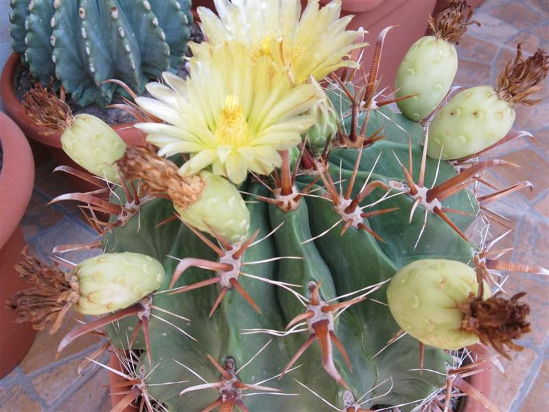 Ferocactus herrerae cv. flavispinus 