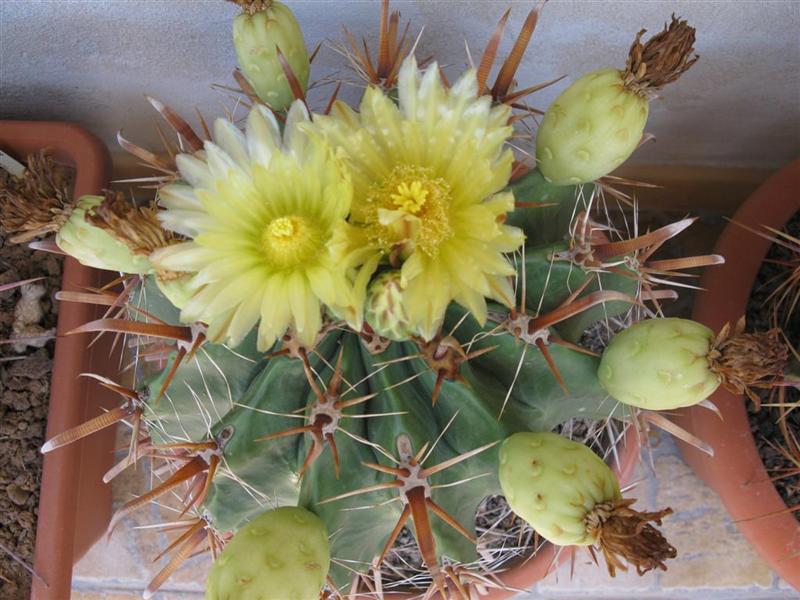 Ferocactus herrerae cv. flavispinus 