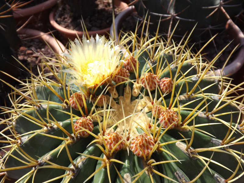 Ferocactus histrix 