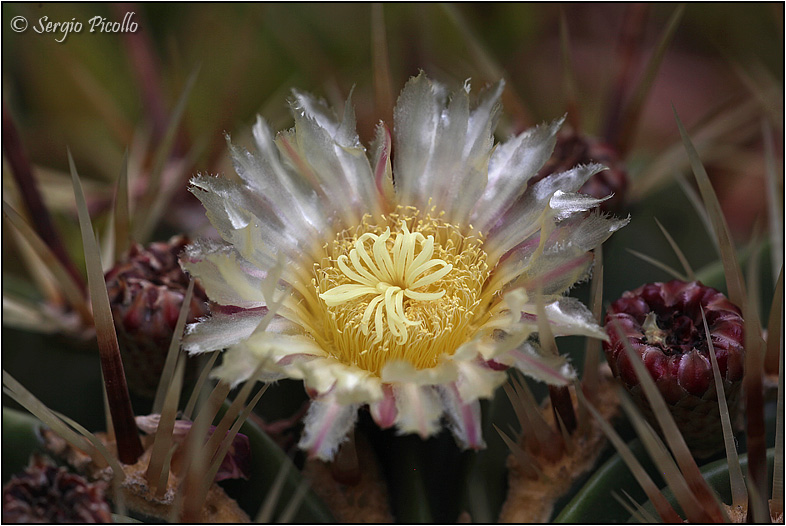 Ferocactus histrix 