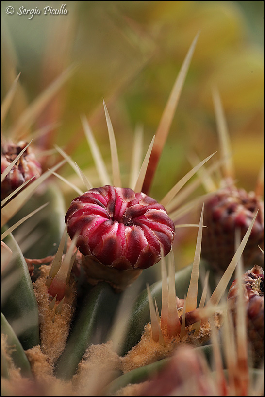 Ferocactus histrix 