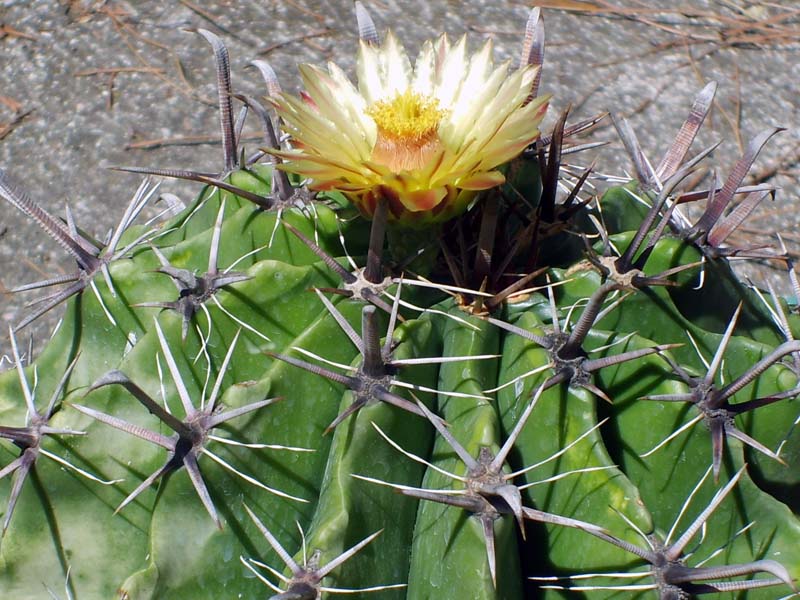 Ferocactus horridus 