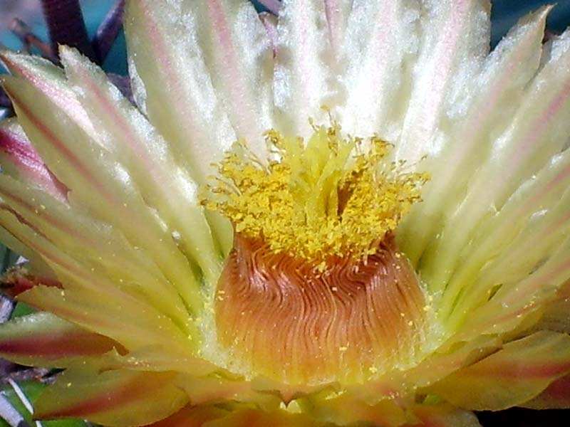 Ferocactus horridus 