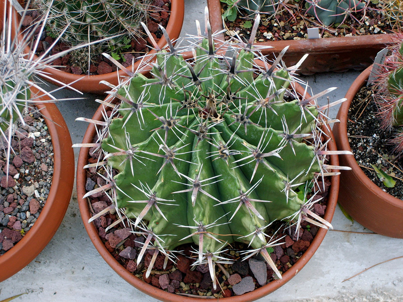 Ferocactus horridus 