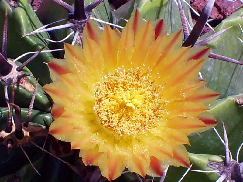 Ferocactus horridus 