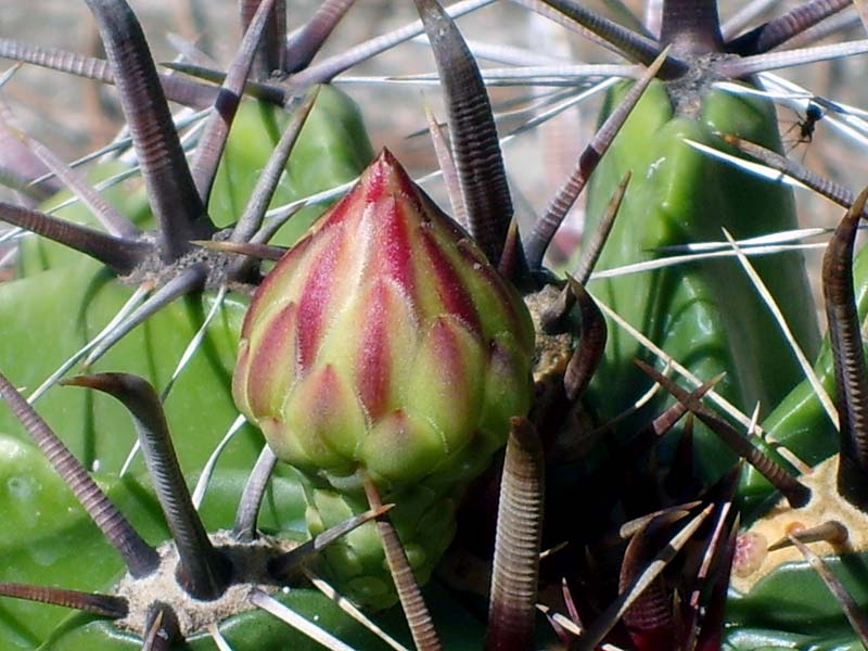 Ferocactus horridus 