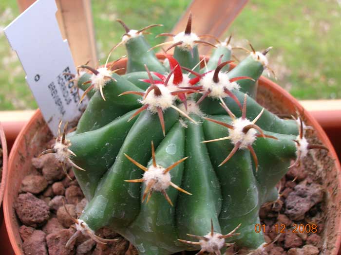 Ferocactus wislizeni ssp. herrerae v. brevispinus 