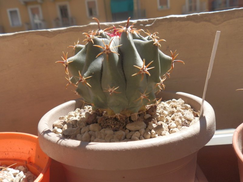 Ferocactus horridus 