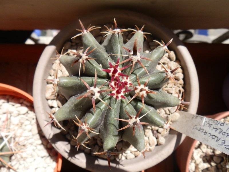 Ferocactus horridus 