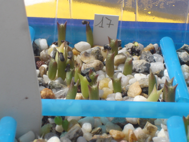 Ferocactus horridus 