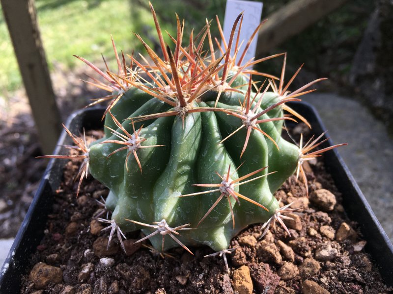Ferocactus  