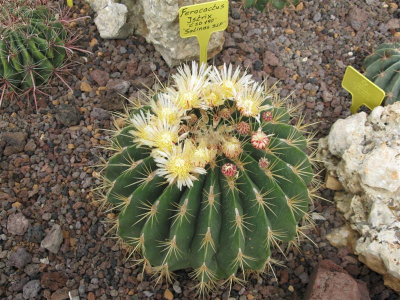 Ferocactus histrix CSD 190