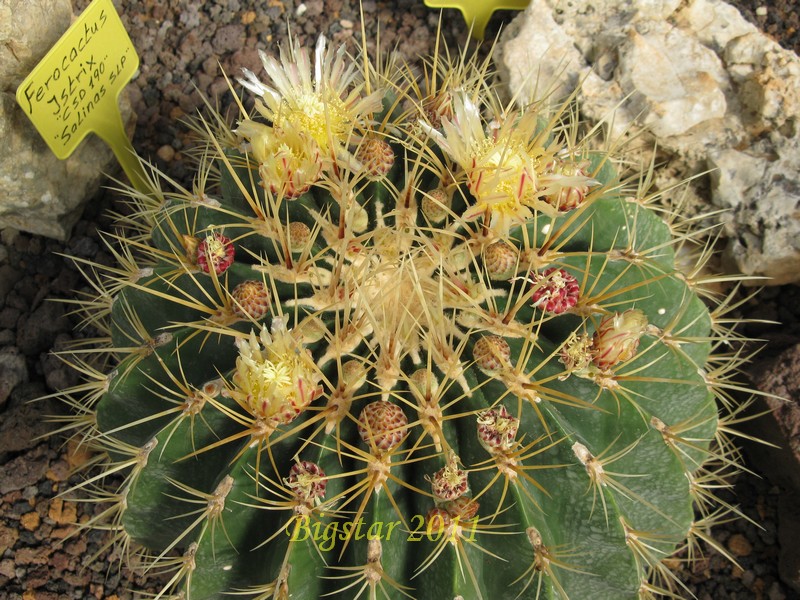 Ferocactus histrix CSD 190