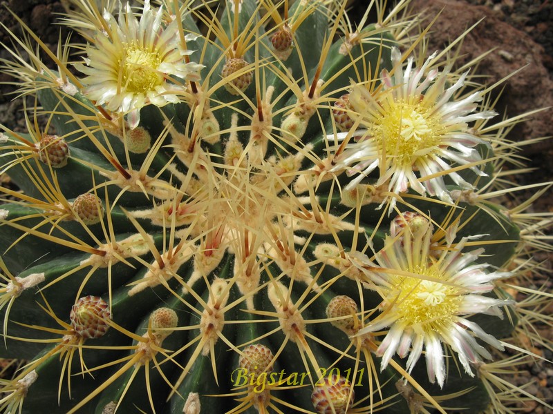 Ferocactus histrix CSD 190