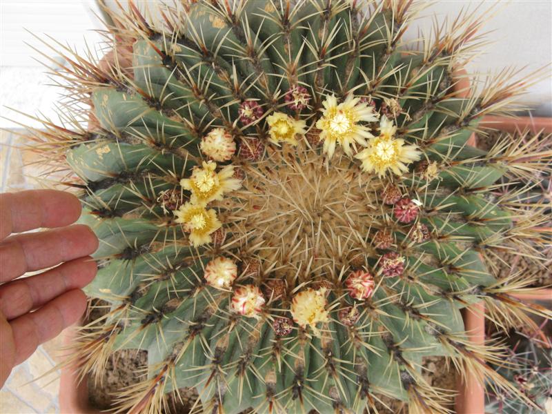 Ferocactus histrix 