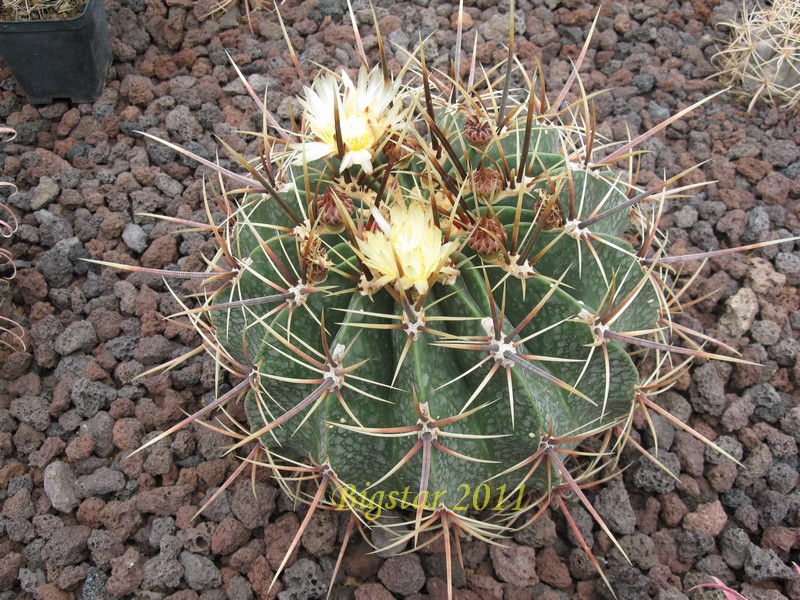 Ferocactus histrix ORB 2.10