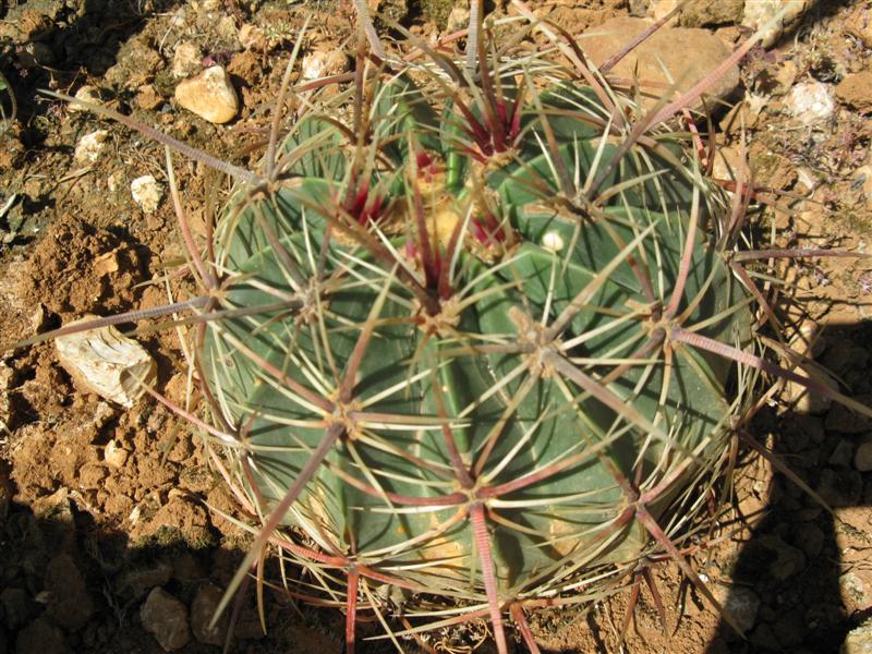 Ferocactus histrix ORB 210