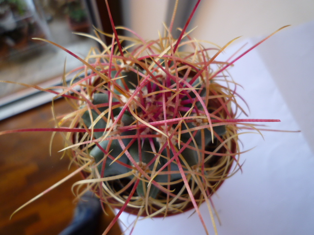 Ferocactus johnstonianus 