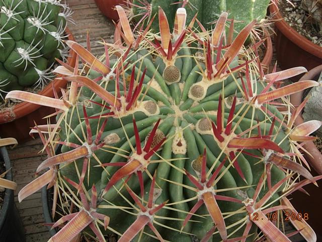 Ferocactus latispinus 