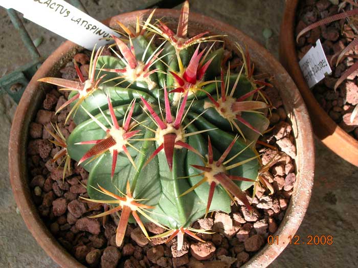 Ferocactus latispinus 