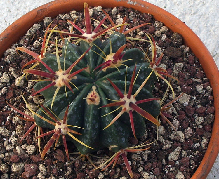 Ferocactus latispinus 