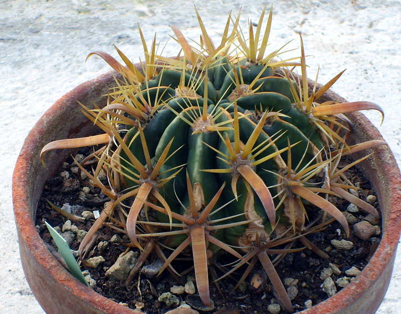 Ferocactus latispinus v. flavispinus 