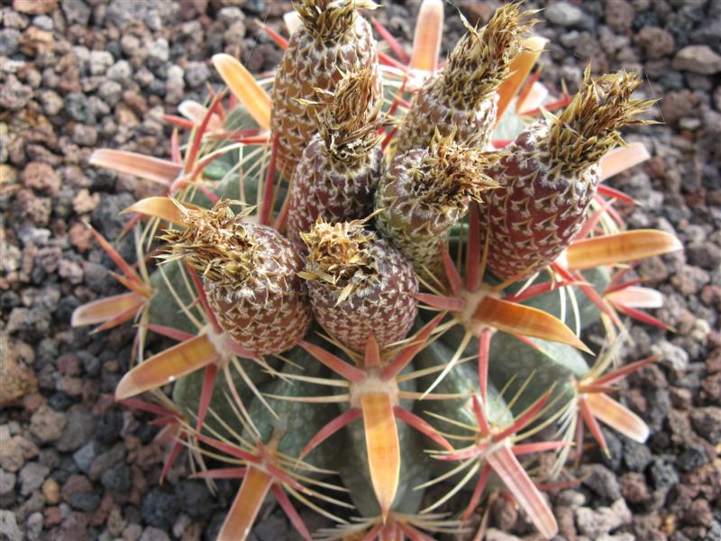 Ferocactus latispinus 