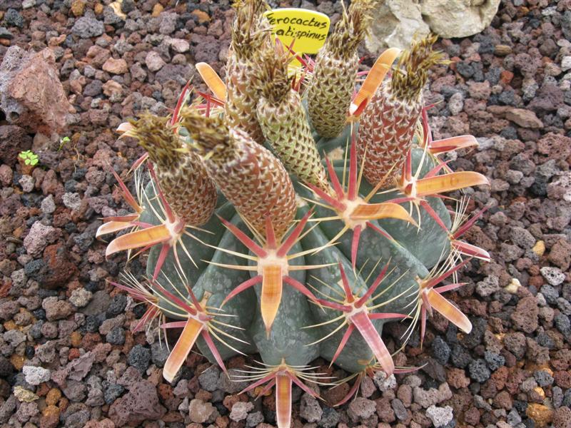 Ferocactus latispinus 