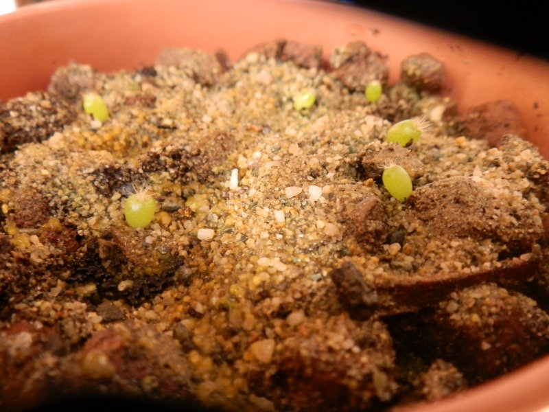 Ferocactus latispinus v. flavispinus 