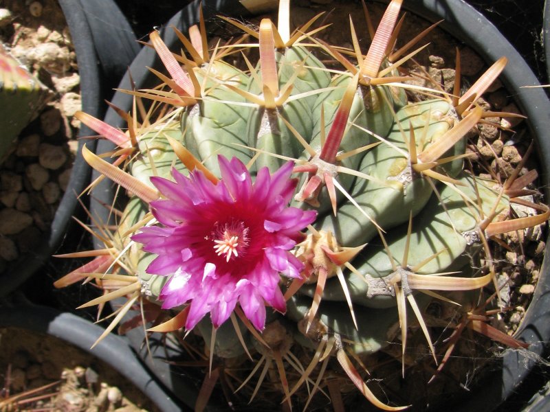 Ferocactus latispinus ssp. spiralis 