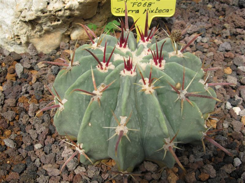 Ferocactus latispinus v. spiralis FO 68