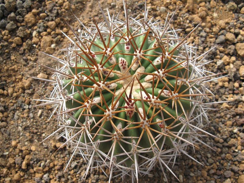 Ferocactus lindsayi 