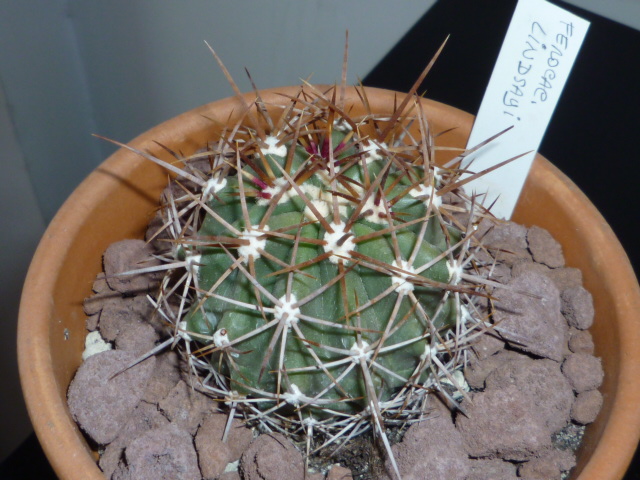 Ferocactus lindsayi 