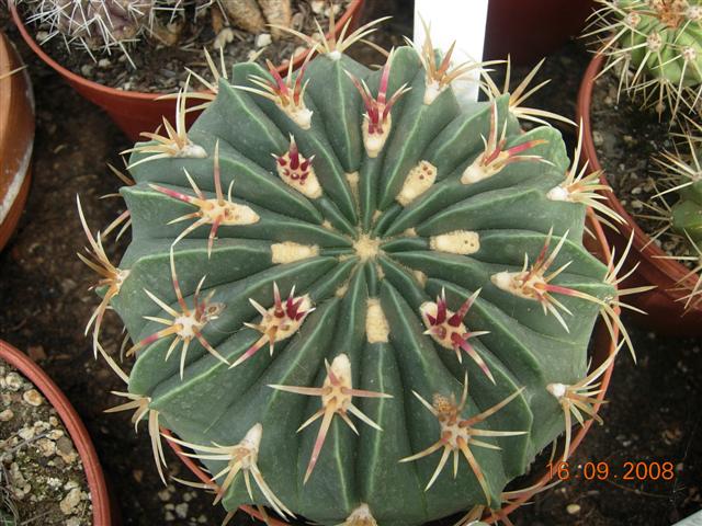 Ferocactus macrodiscus 