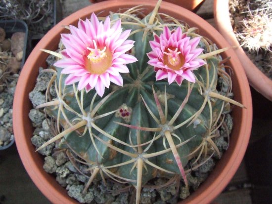 Ferocactus macrodiscus 