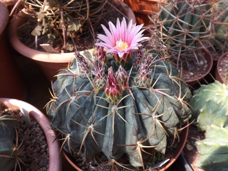 Ferocactus macrodiscus 