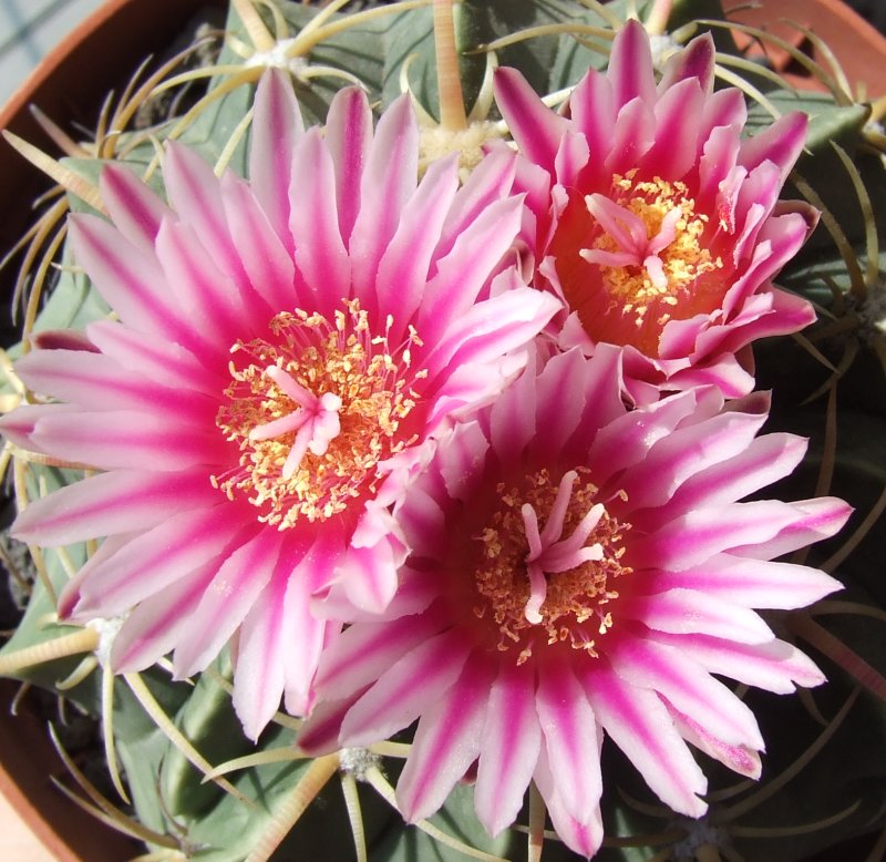 Ferocactus macrodiscus 